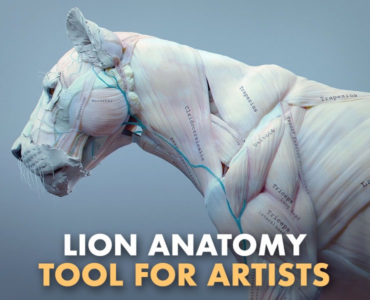 3d animal anatomy software torrent download